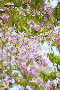 落叶松花或花花