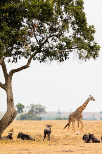 在野生动物园里的长颈鹿图片