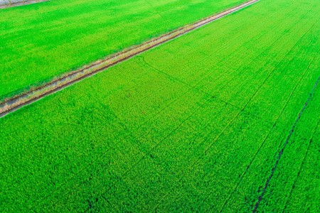 水稻 planttion 野外空中拍摄