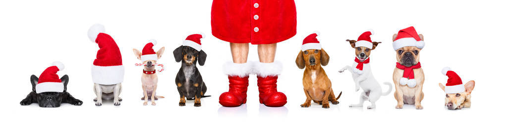 在圣诞节假期的狗的大团队行图片