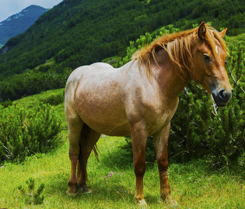 山上野马的美丽景色