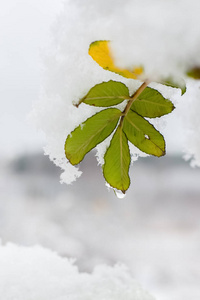 冬日清晨白雪上的冰冻刺