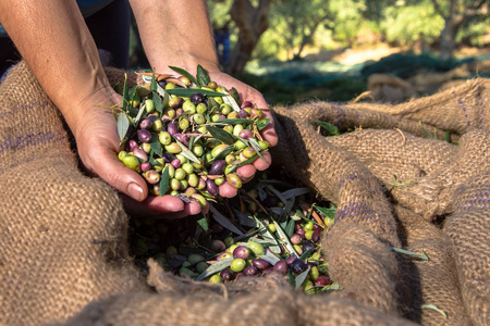 妇女保留一些收获新鲜的橄榄在一个领域在克里特岛, 希腊为橄榄油生产