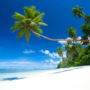 带蓝色海洋和棕榈树的热带海滩