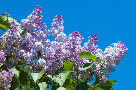 丁香花。 淡紫色的花，淡紫色的树枝，绿叶模糊的背景。 绿色的树枝，有春天的丁香花。 丁香花的枝条和叶子