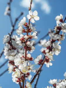 杏树开花。背景明亮的春天天空