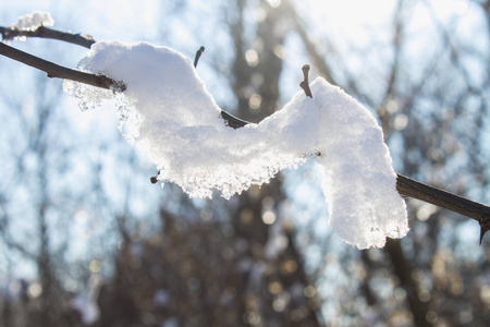 雪中冬季森林背景下的霜和雪覆盖的树枝