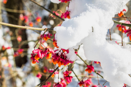 日落时树枝上的红色浆果, 欧洲纺锤, 刺猬与雪