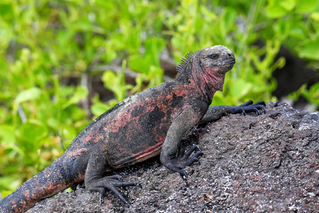 西班牙岛上的海洋鬣蜥, 加拉帕戈斯国家公园, Ecuad