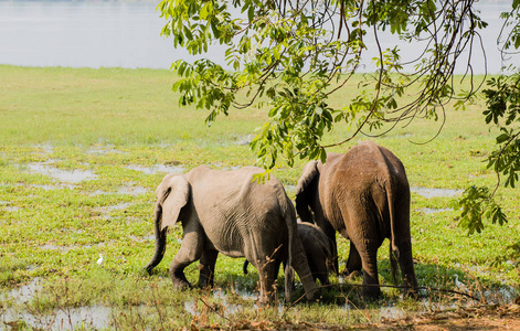南非津巴布韦大草原上的大象