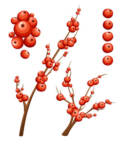 平槲寄生装饰。 有红色浆果的树枝。 没有叶子的圣诞装饰品。 在白色背景上隔离的矢量插图。 网页及移动应用程序设计