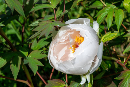 春天花园中的白色牡丹特写镜头选择性焦点