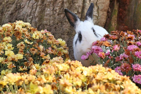 花苑里的兔子