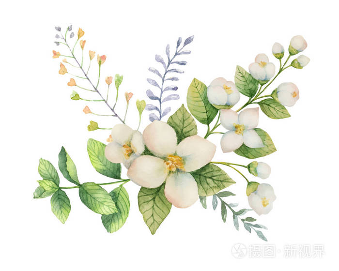 白色背景下的茉莉花和薄荷枝的水彩矢量花束
