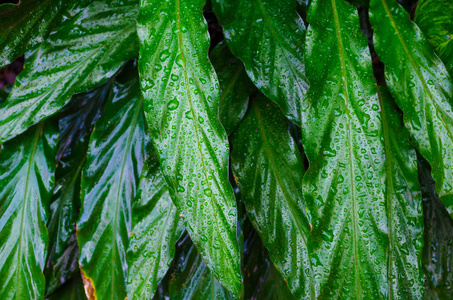 关闭哑藤叶或万年青, Calathea自然背景