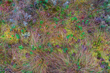 天然苔藓背景纹理