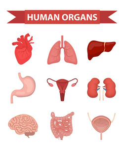 人体内器官的图标设置, 扁平型。收集与心脏, 肝脏, 肺, 肾脏, 胃, 女性生殖系统, 脑子, 肠。解剖学医学概念医疗.矢量
