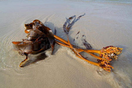 海滩上的海带图片