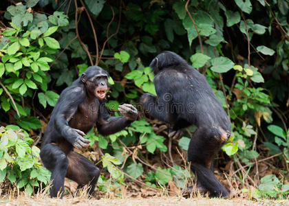 战斗黑猩猩