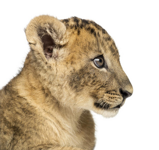 狮子幼崽侧面特写，7周大，与世隔绝