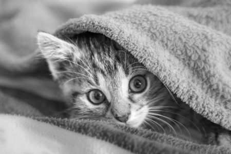 小猫在毯子下面玩耍