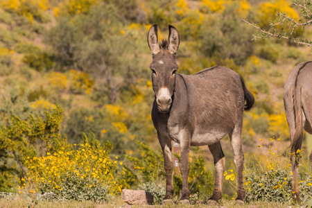 春天亚利桑那州沙漠中可爱的野生野驴