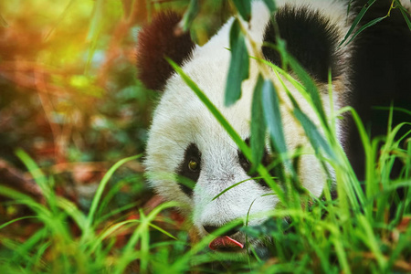 草中的熊猫