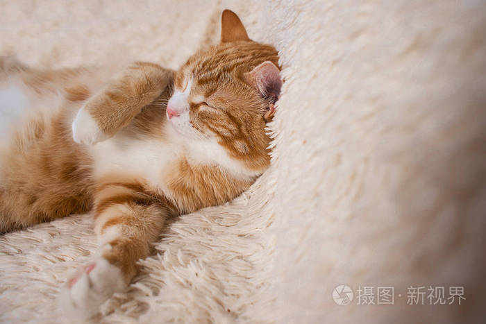 毛茸茸的猫睡觉