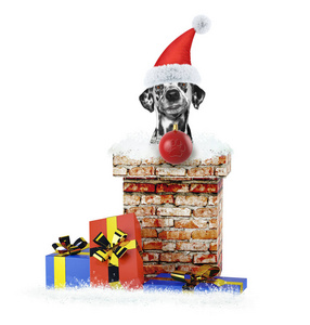 达尔马提亚圣诞老人的狗用圣诞球从烟囱里爬出来。隔离在白色
