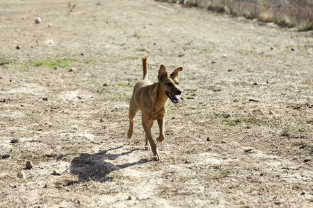 狗 podenco 跑