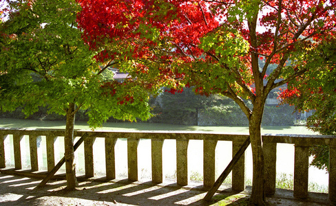 日本花园里的秋树