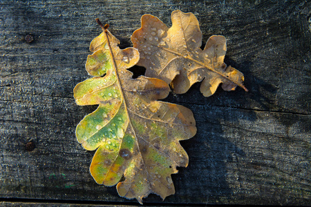 冰冻的橡树叶枯萎的叶子上的霜图片