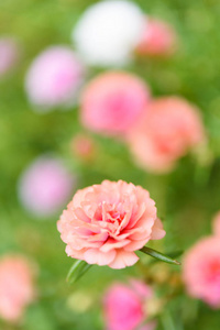 美丽的小粉红色的花卉领域与柔和的粉彩背景