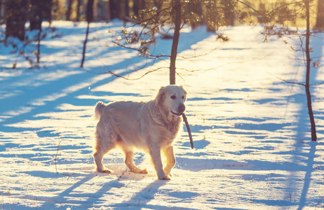 冬天森林里玩的金毛猎犬