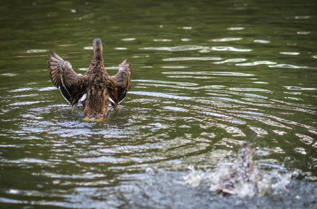鸭子沐浴在池塘里的浪花里