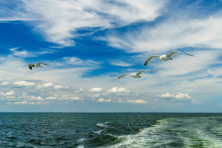 白色的海鸥飞下纽约湾