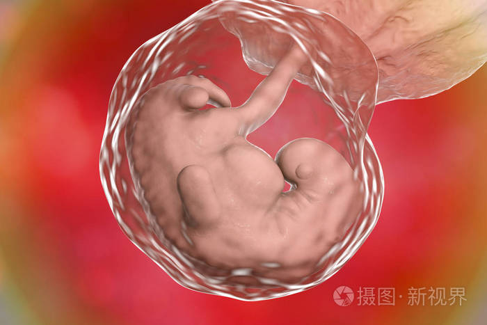 四周胚胎 第四周晚期妊娠