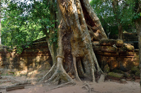 ta 普仑庙，吴哥窟，柬埔寨