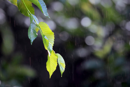 绿叶在雨中的一枝