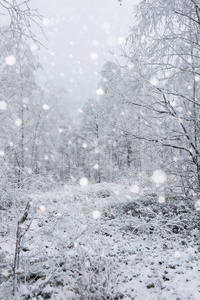 白雪覆盖的树木和高山上的大雪