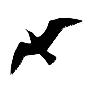 飞海鸥鸟黑色剪影在白色背景隔绝了。矢量插图