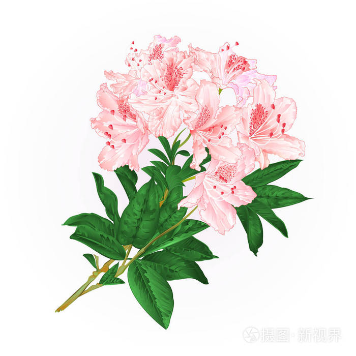浅粉色杜鹃花枝与花叶山灌木复古手绘矢量插图插画-10