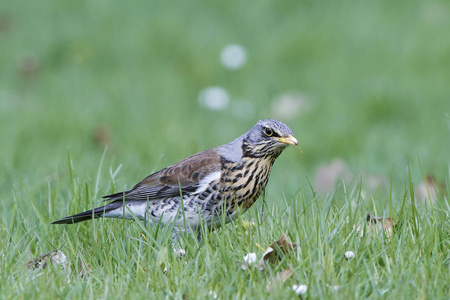 外勤Turdus Pilaris