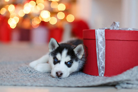 一个小可爱的黑白哈士奇狗躺在红色的礼物, b