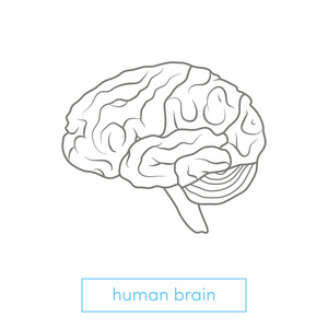 人类的大脑在头矢量