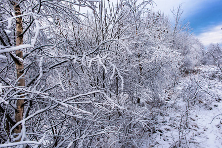 霜和雪在白桦树上。冬日仙境