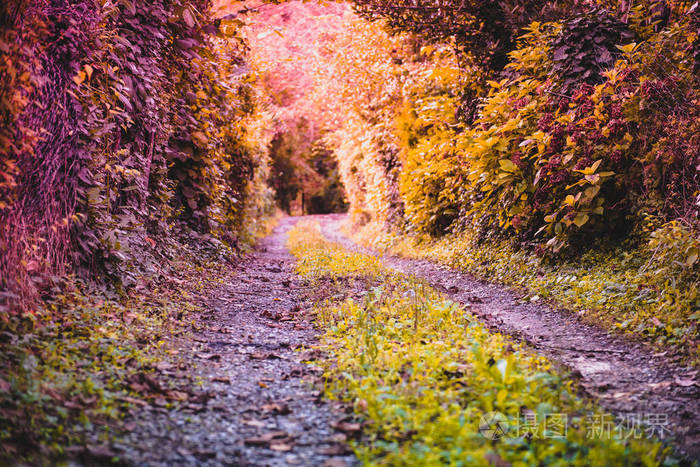 秋天的景色柔和,长满了野生常春藤叶子和树木,围绕着一条小路,地上有