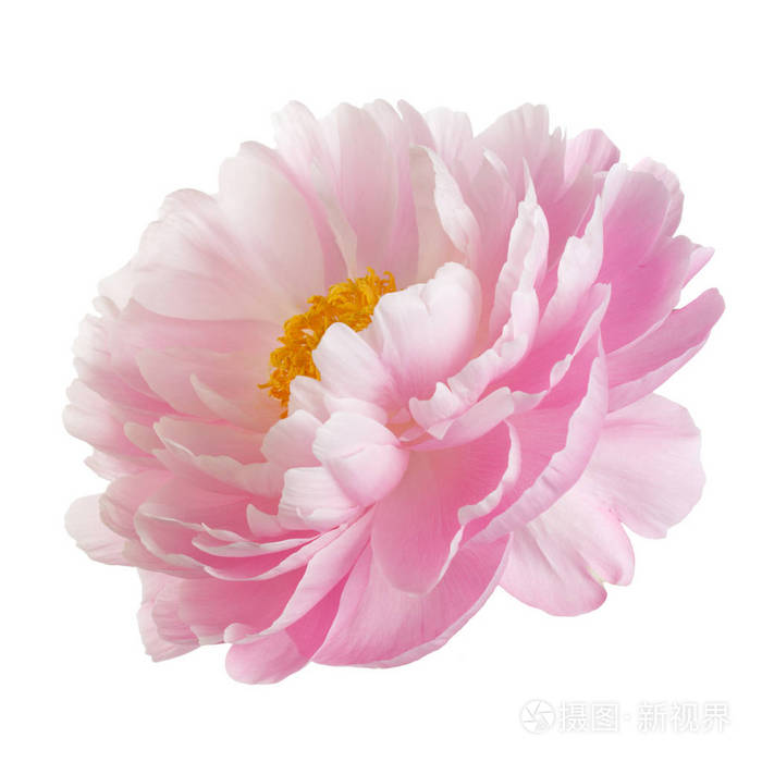白色背景下分离出黄色雄蕊的粉红色牡丹花