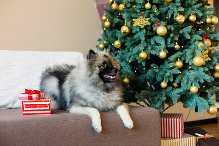 Keeshond 的狗坐在圣诞树旁
