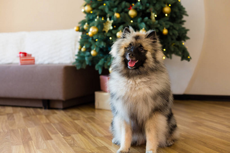 Keeshond 的狗坐在圣诞树旁